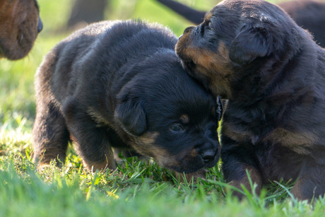 Rottweiler pups