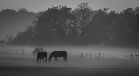 Caught in Fog