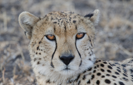 Cheetah ofwel jachtluipaard