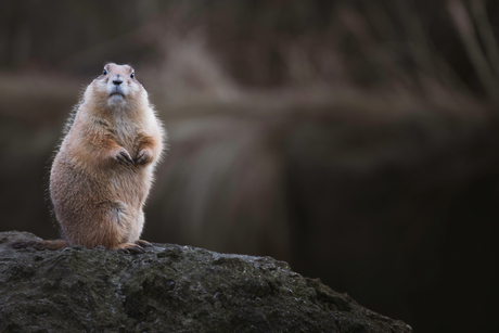 prairie hondje