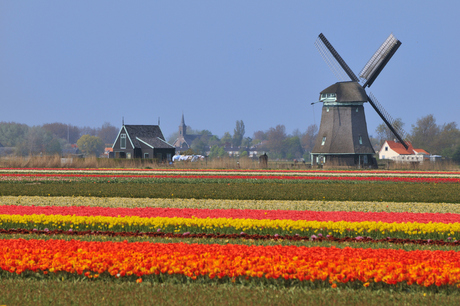 Molen, de was aan de lijn en tulpen