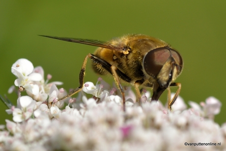 eating bee