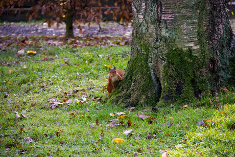 Herfst