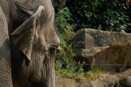 Olifant Blijdorp