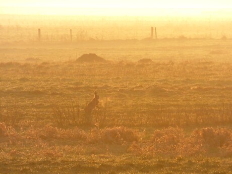 haas bij zonsopkomst