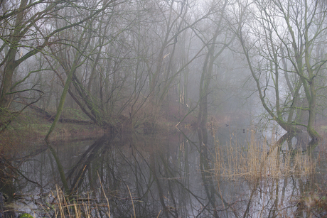 Mistig in de polder