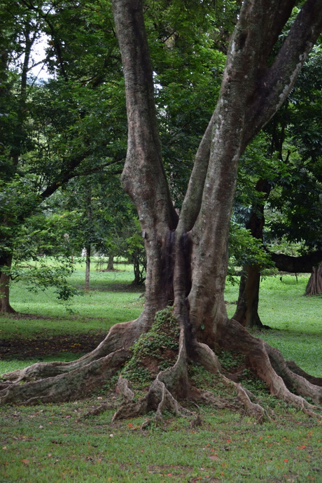 Botanic Garden Kandy Sri Lanka (2)