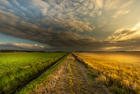 Gerst onder wolken en zon