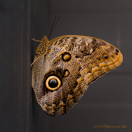 Caligo eurilochus