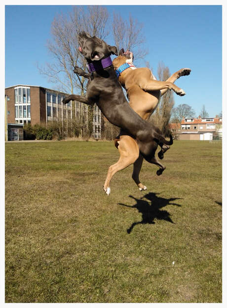 Dirty dancing dogs