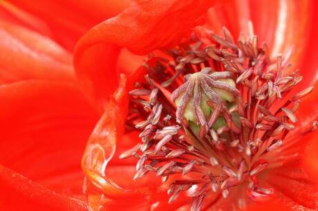 Closeup van een papaver