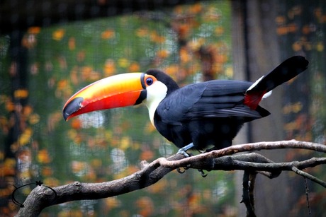 Toucan