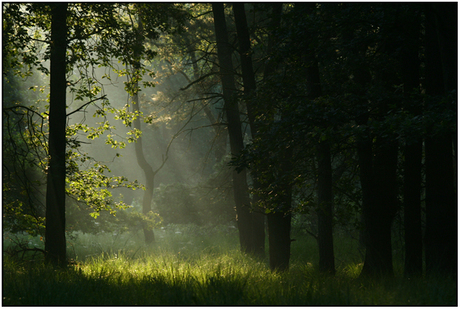 Boslandschap in 't licht