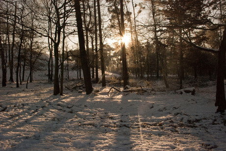 Brunsummer heide