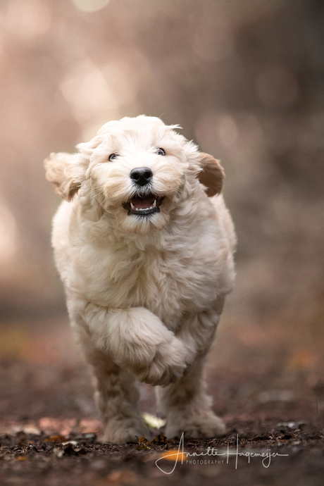 Labradoodle ukkepuk Nola