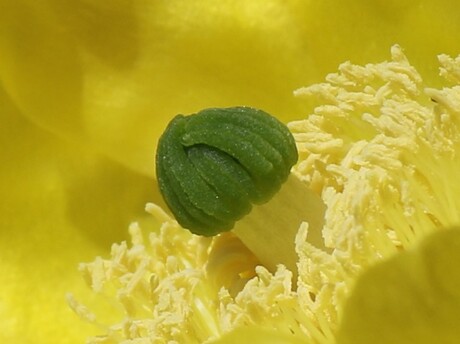 Bloem van een cactus langs de weg