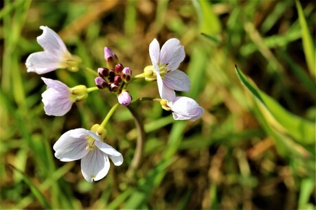 Pinksterbloem