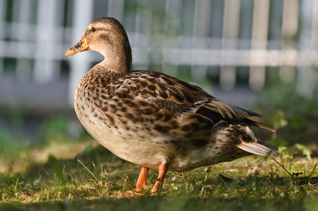 op een mooie zomeravond in het park