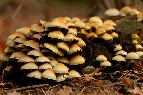 Mushrooms