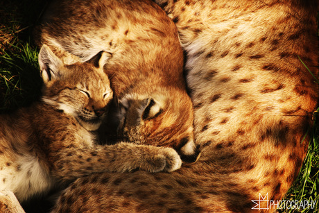 Jonge Lynxen