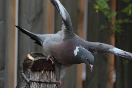 Duif in de tuin.JPG