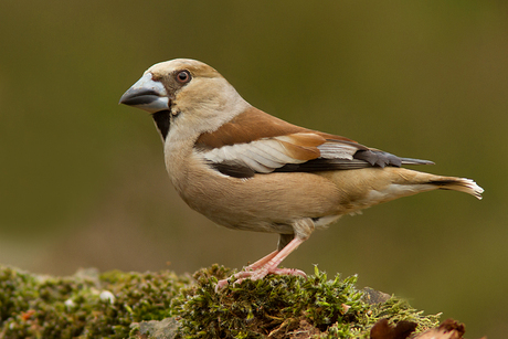 Appelvink