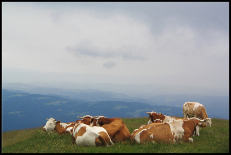 koeien in slovenië