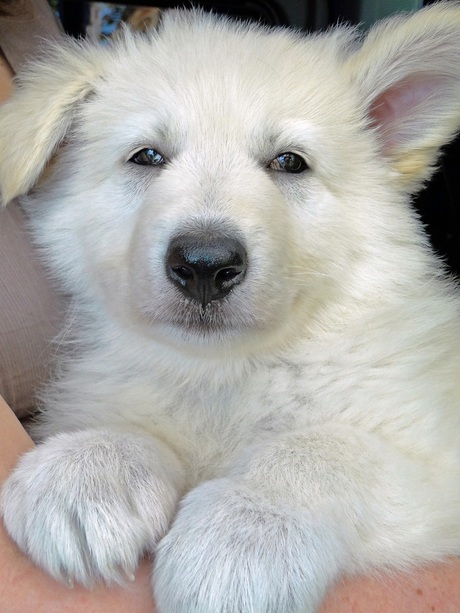 Schattig! De witte herder-pup "Sunny" van een vriendin, 4 mei 2013.