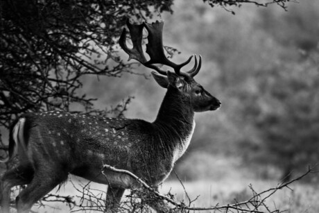 Herten in de waterleidingduinen