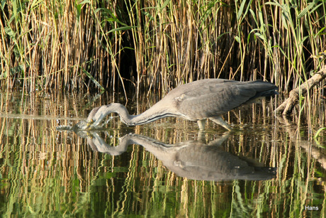 vissende reiger