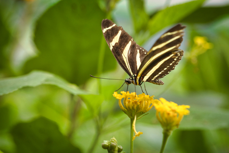 Zebravlinder