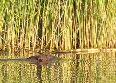 Bever