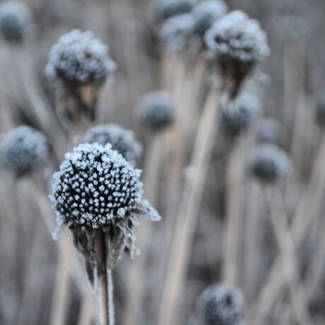 A frosty flower