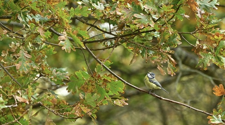 Pimpelmees zoekt lekker hapje 