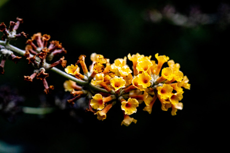 Mooi geel is niet lelijk