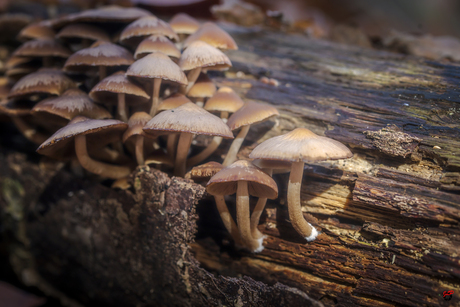 Samen staan we sterk!