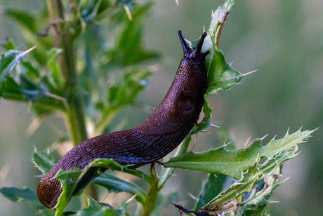 Voorzichtigheid geboden!