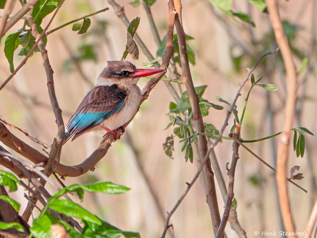 Afrikaanse ijsvogel