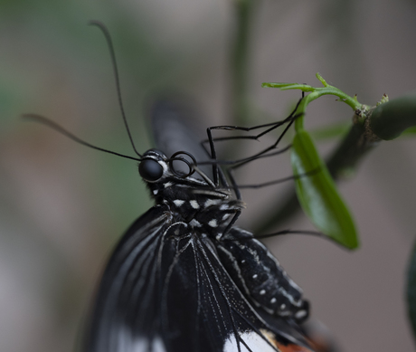zwarte vlinder