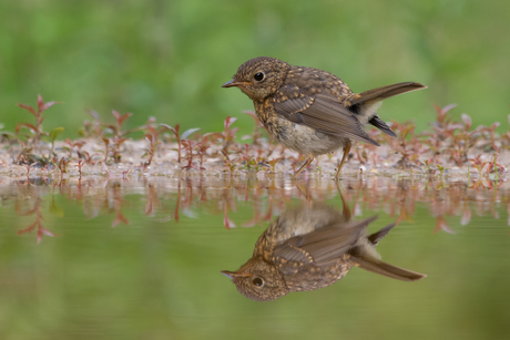 Roodborst Juveniel