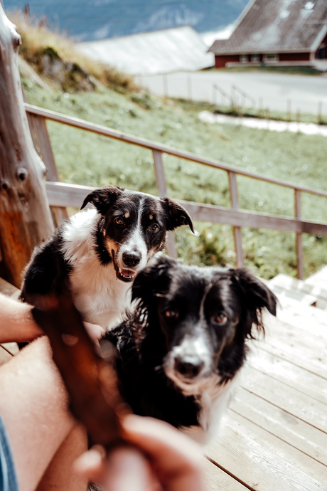 Mountain dogs 