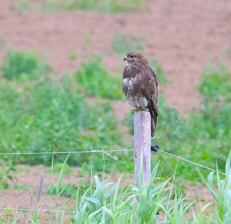 Buizerd
