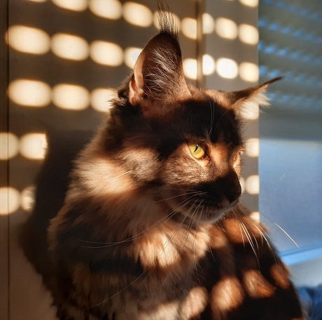Sunshine cat