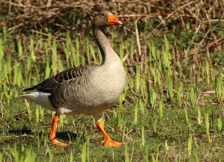grauwe gans