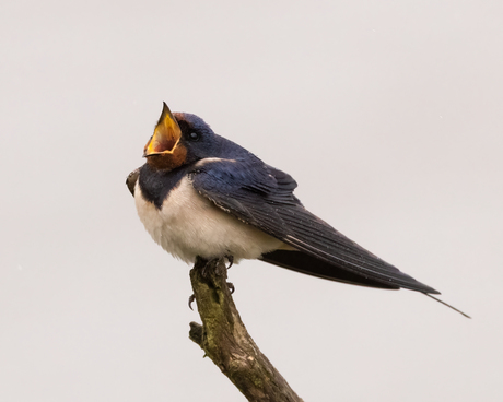 Een hongerige boerenzwaluw
