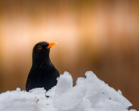 Merel in de sneeuw
