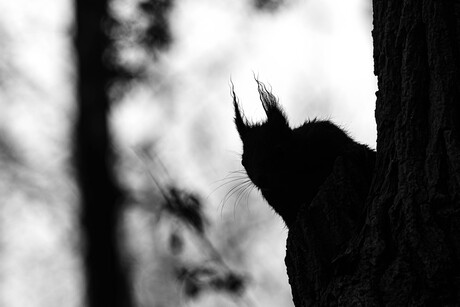 Eekhoorn komt tevoorschijn