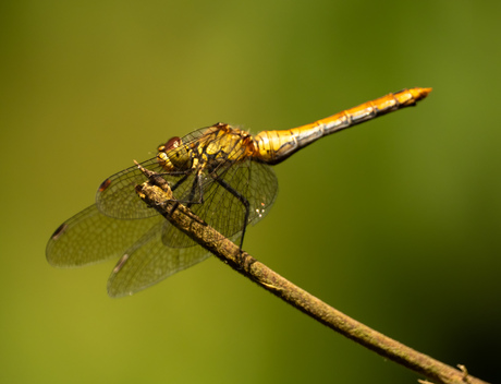 Bloedrode heidelibel