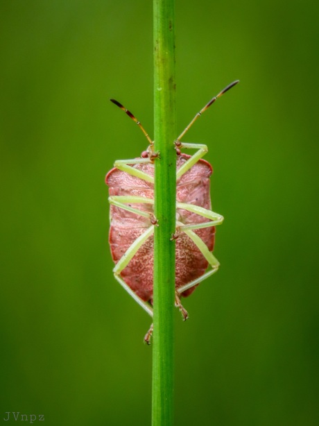 Groene schildwants 