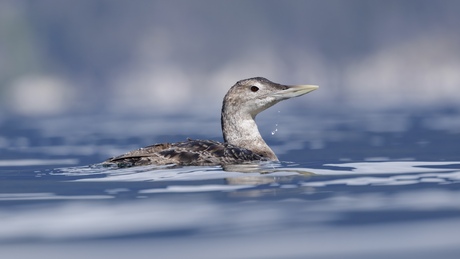 Geelsnavelduiker
